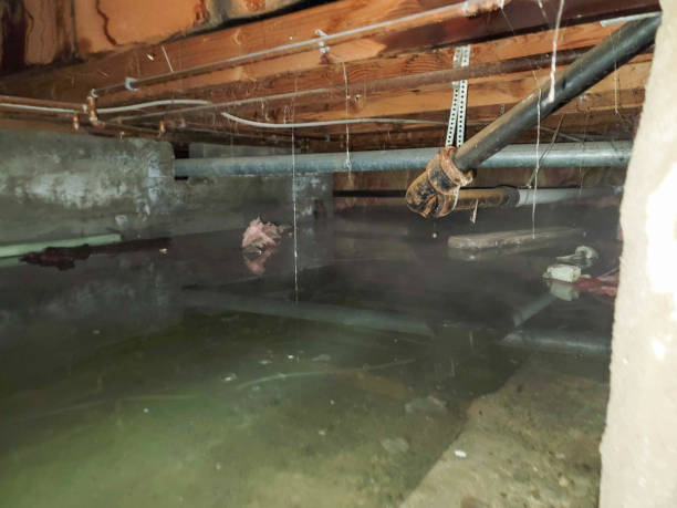 Best Flood Cleanup and Water Removal in Elmira Heights, NY